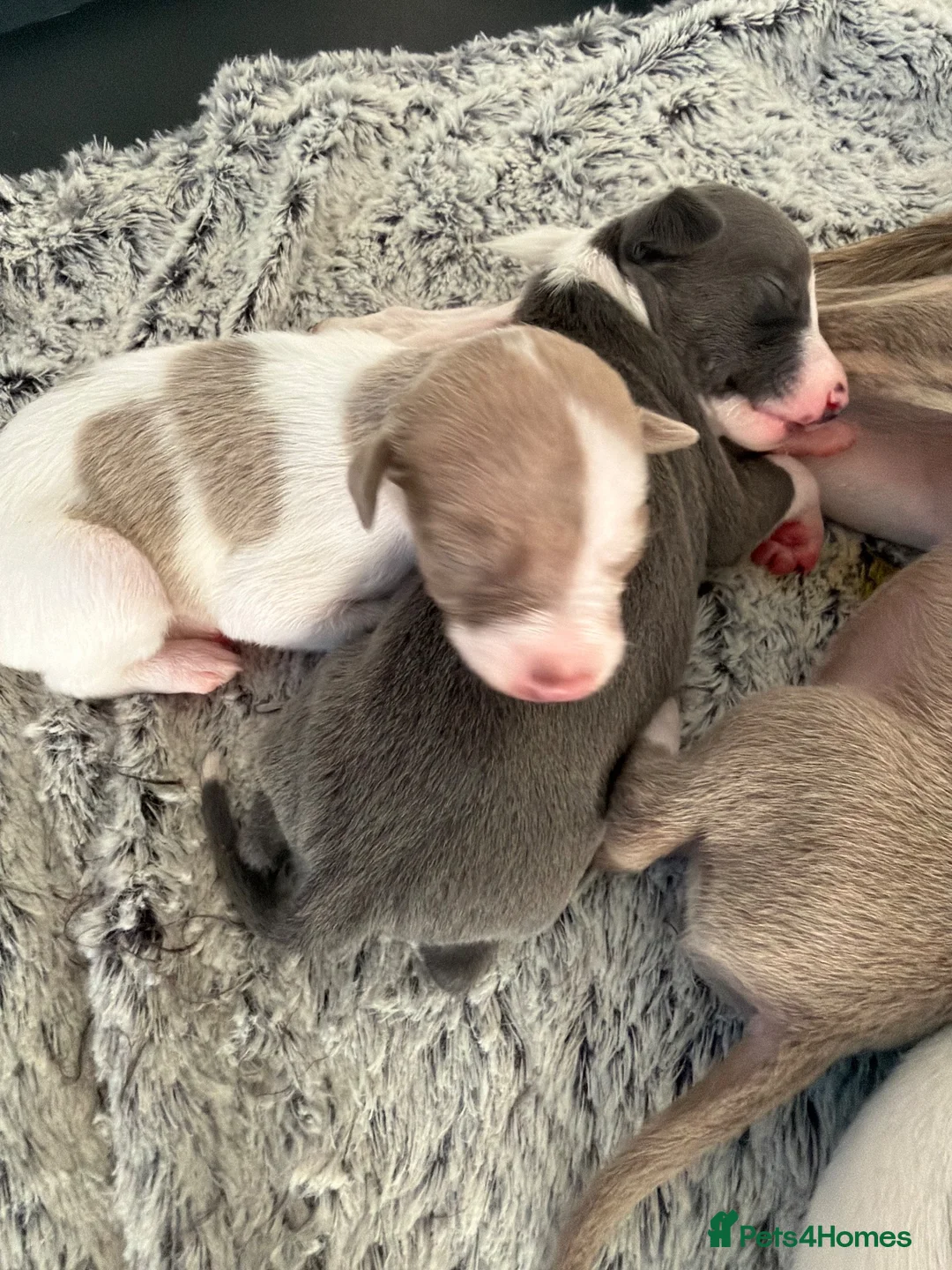 Italian Greyhound dogs for sale: Italian Greyhound  - Advert 4