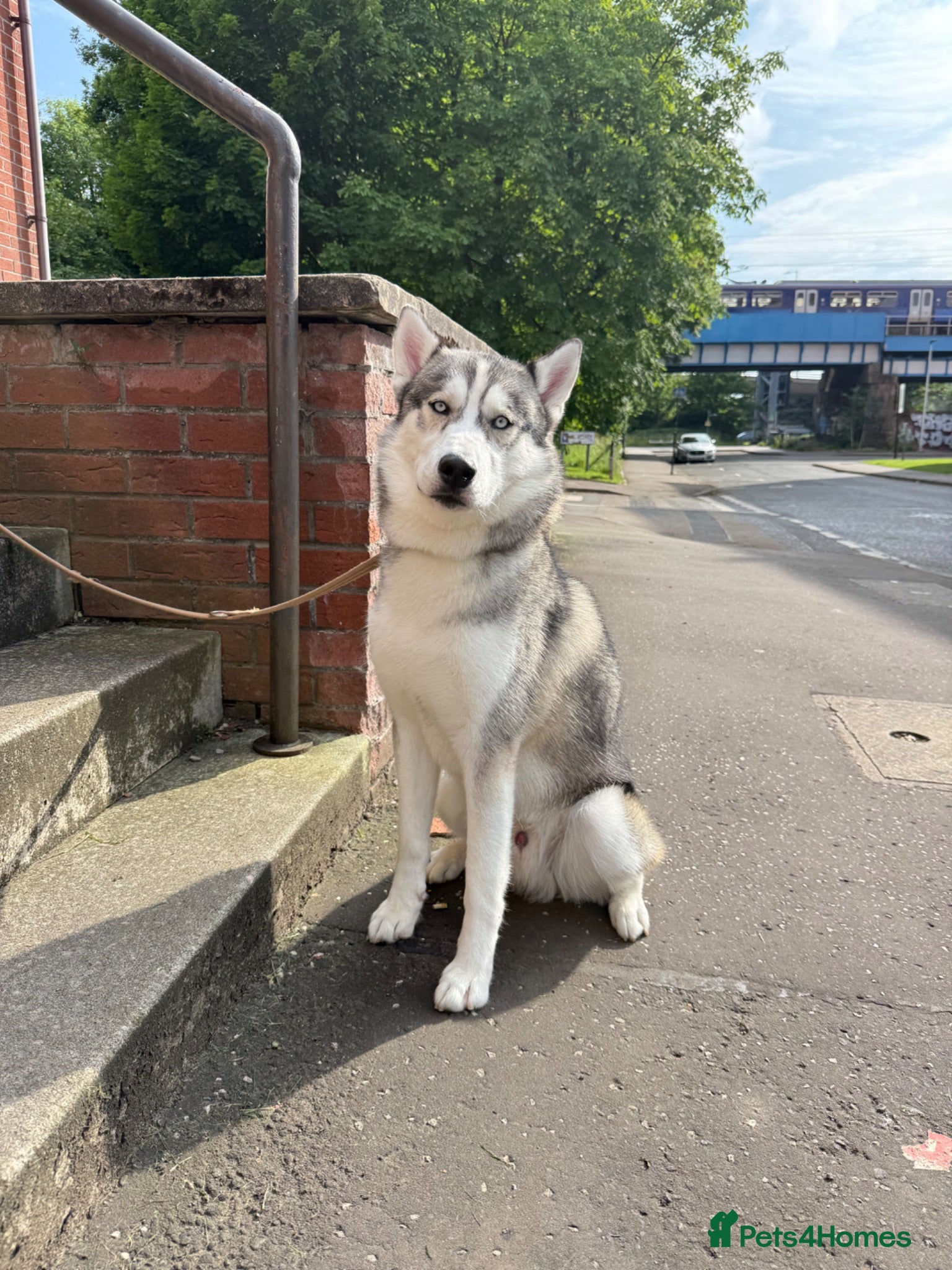 Siberian Husky dogs 🐾Handsome Blue-Eyed Siberian Husky Stud🤍 - Advert 1