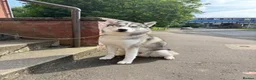 Siberian Husky dogs for stud: 🐾Handsome Blue-Eyed Siberian Husky Stud🤍 in Glasgow - Advert 1