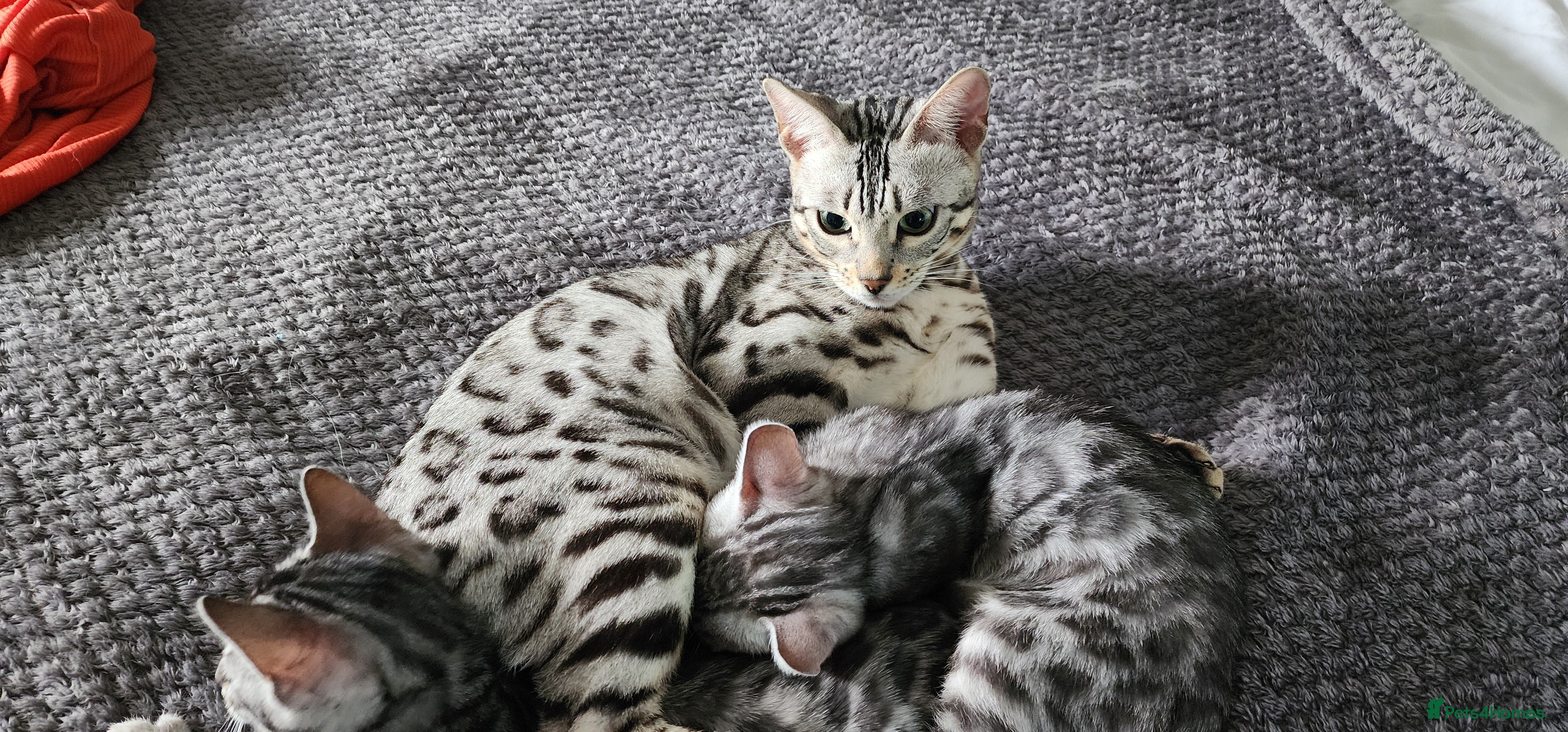 Bengal cats Beautiful Silver Bengal kittens - Advert 5