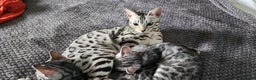 Bengal cats for sale: Beautiful Silver Bengal kittens - Advert 1