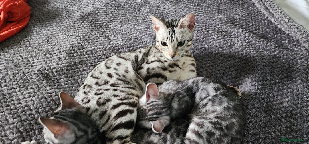 Bengal cats for sale: Beautiful Silver Bengal kittens - Advert 1