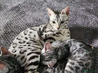 Bengal cats Beautiful Silver Bengal kittens - Advert 5