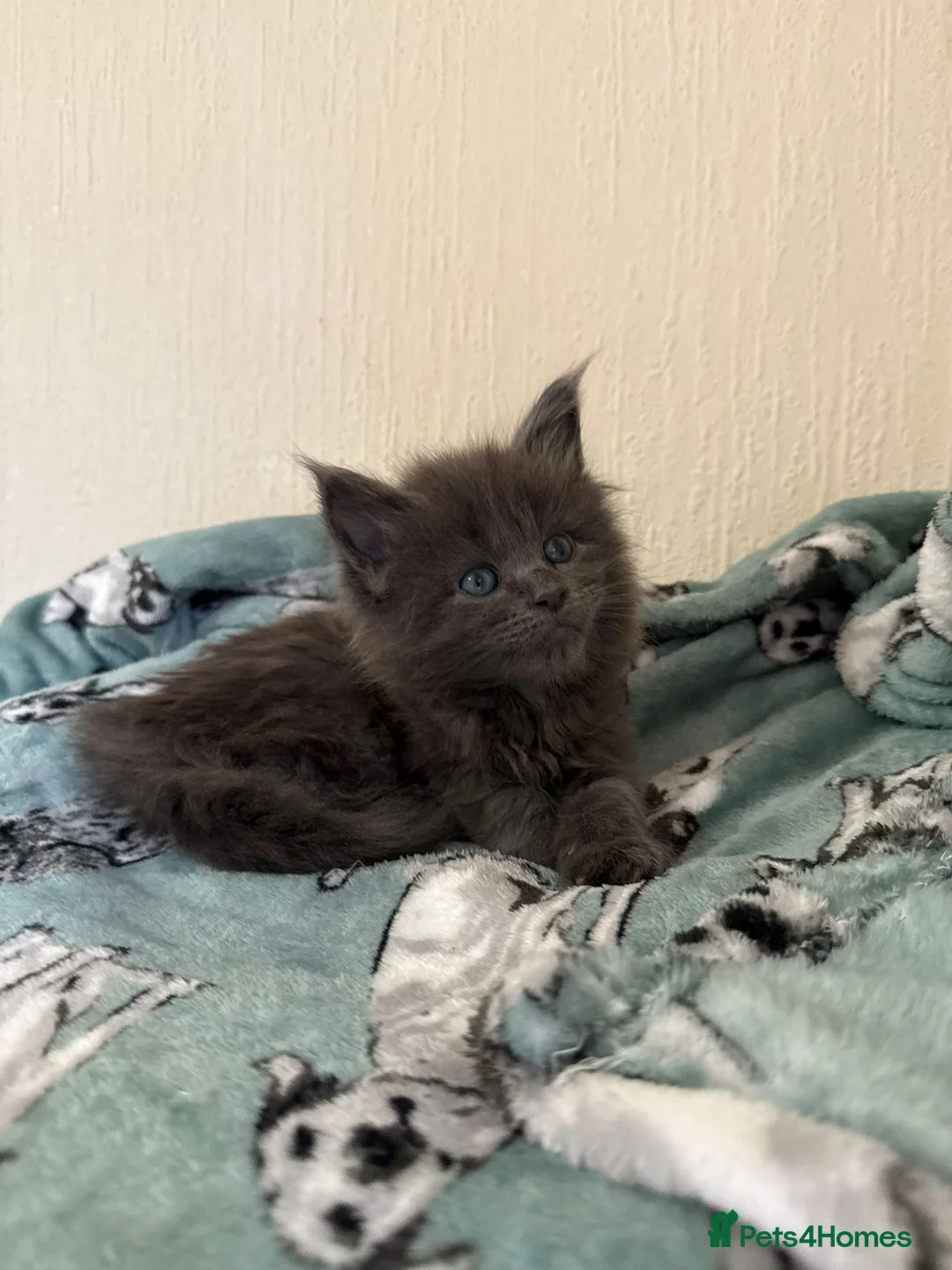 Maine Coon cats for sale: Pedigree Tica Russian Import line Maine Coons - Advert 12