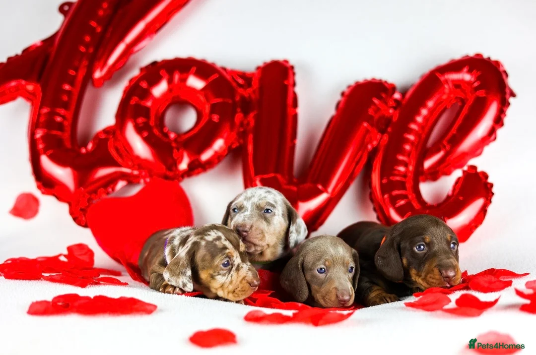 Miniature Dachshund dogs for sale: Miniature dachshund puppies  - Advert 2