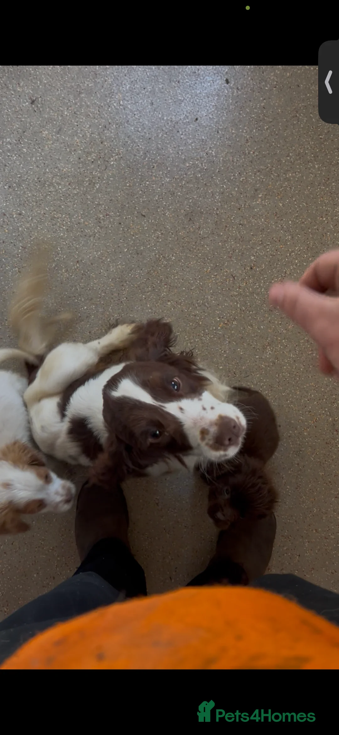 Sprocker dogs for sale: Sorockers in Kingswinford - Advert 2