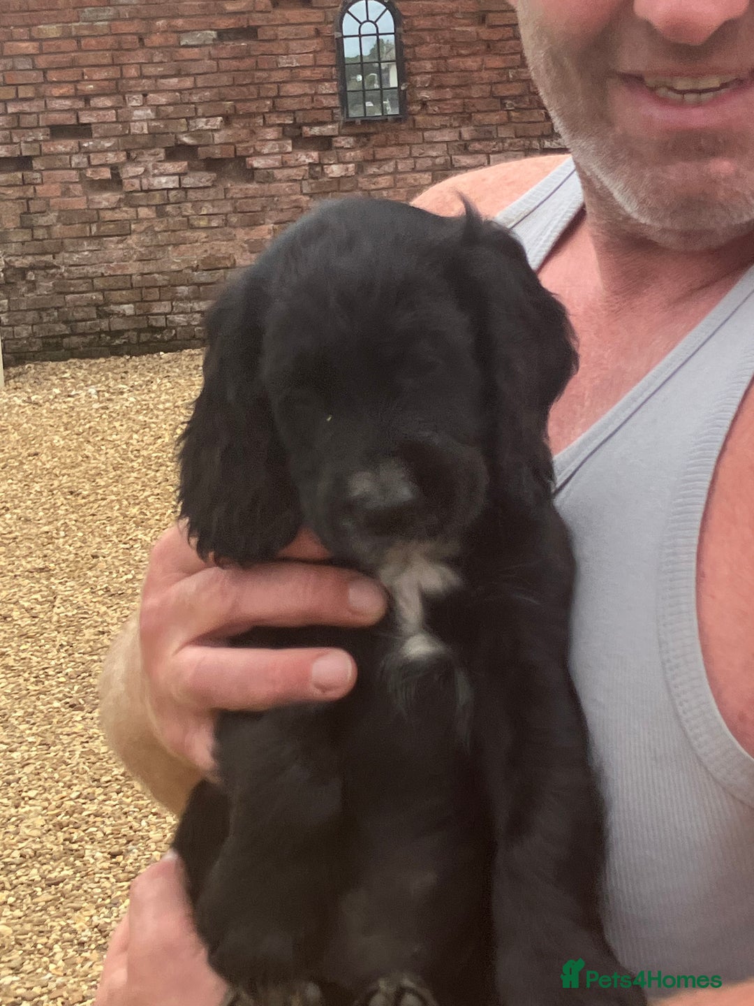Cocker Spaniel dogs for sale: Working KC registered puppies  - Image 2