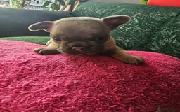 French Bulldog dogs for sale: Beautiful Blue French Bulldog  - Image 5