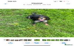 Mixed Breed dogs for sale: Docker dachshund ** paniel puppies  - Image 9