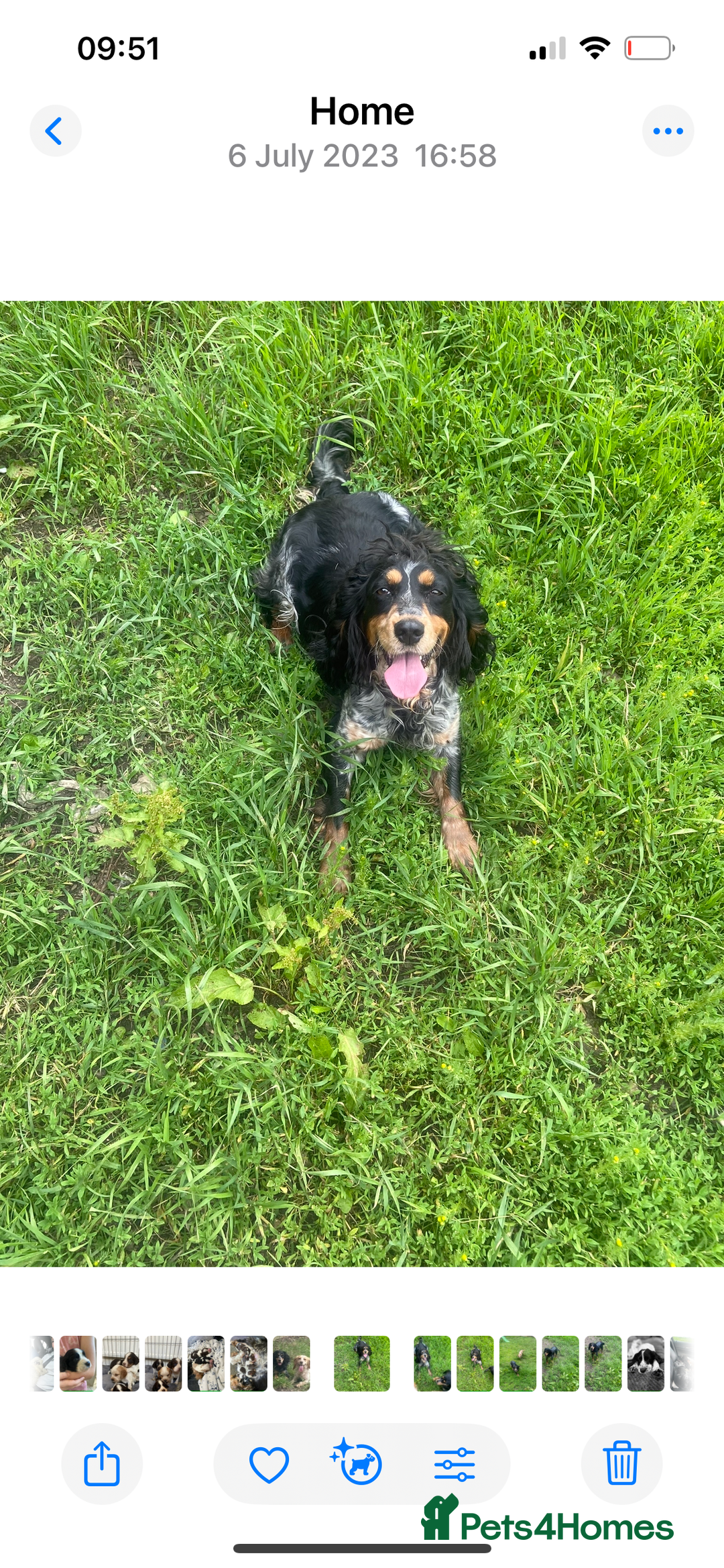 Mixed Breed dogs for sale: Docker dachshund ** paniel puppies  - Image 9