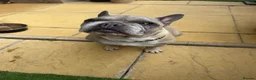 French Bulldog dogs for sale: Male French Bulldog 9 years Old - Advert 3
