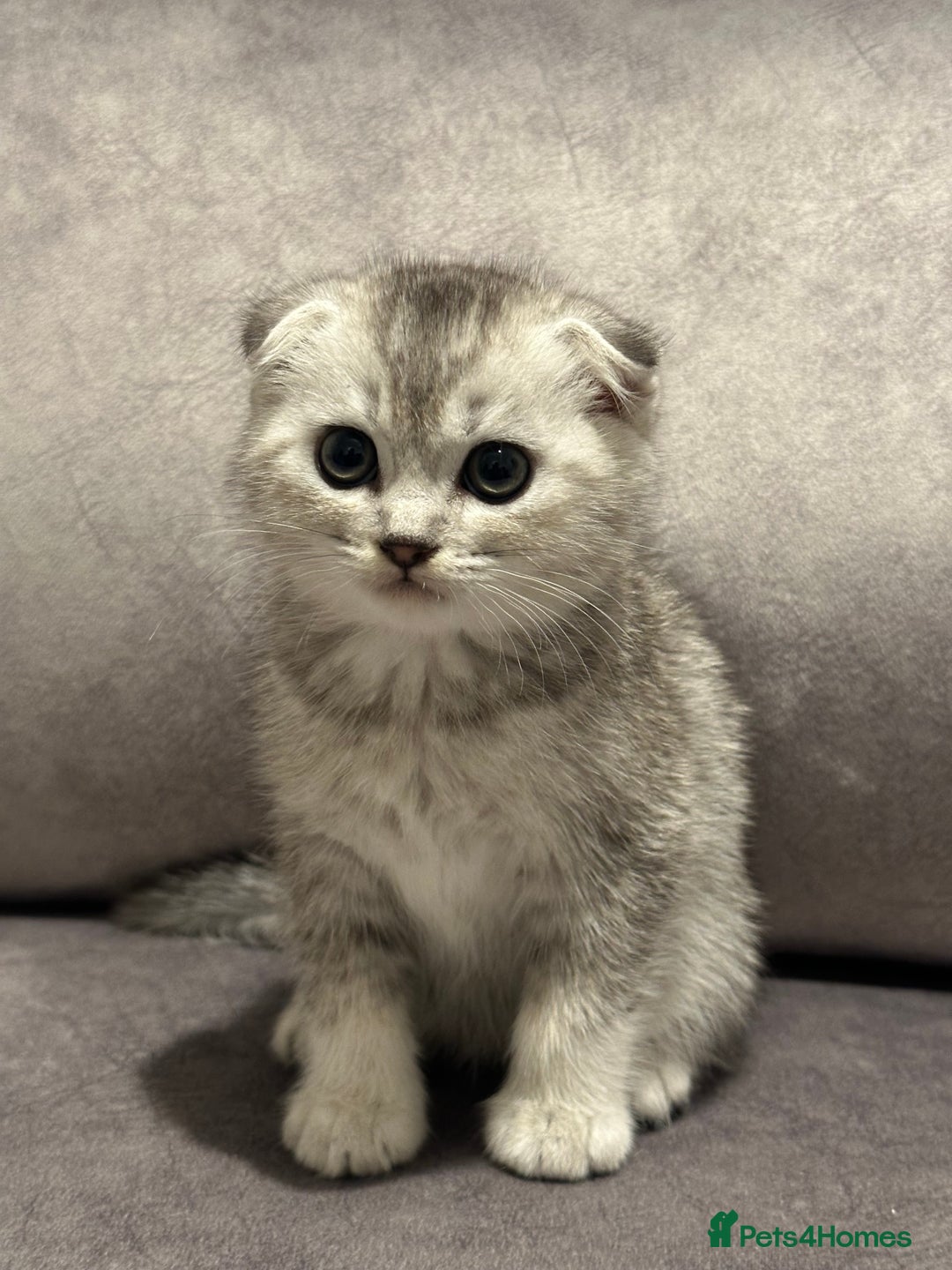 Scottish Fold cats for sale: Beautiful Scottish Fold/British Shorthair Kittens - Advert 7