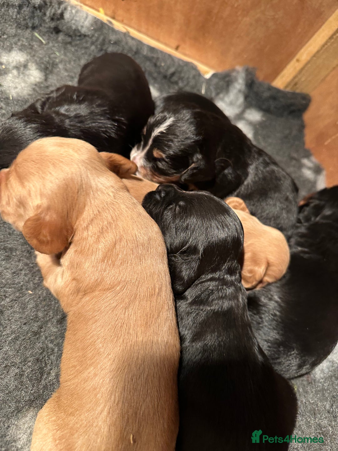 Cocker Spaniel dogs for sale: Kennel Club reg’d Cocker Puppies - Image 14