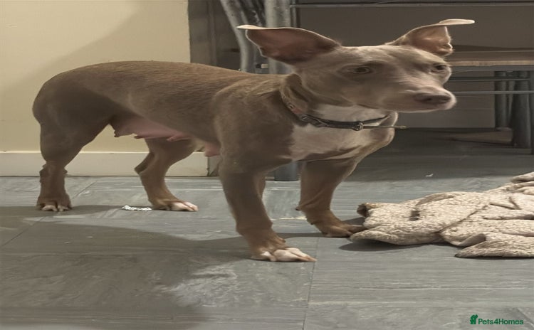 Mixed Breed dogs - Advert 4