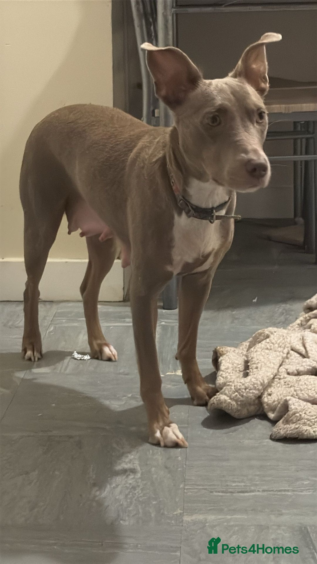 Mixed Breed dogs for sale: 2 year old dog looking for there forever home  - Image 1