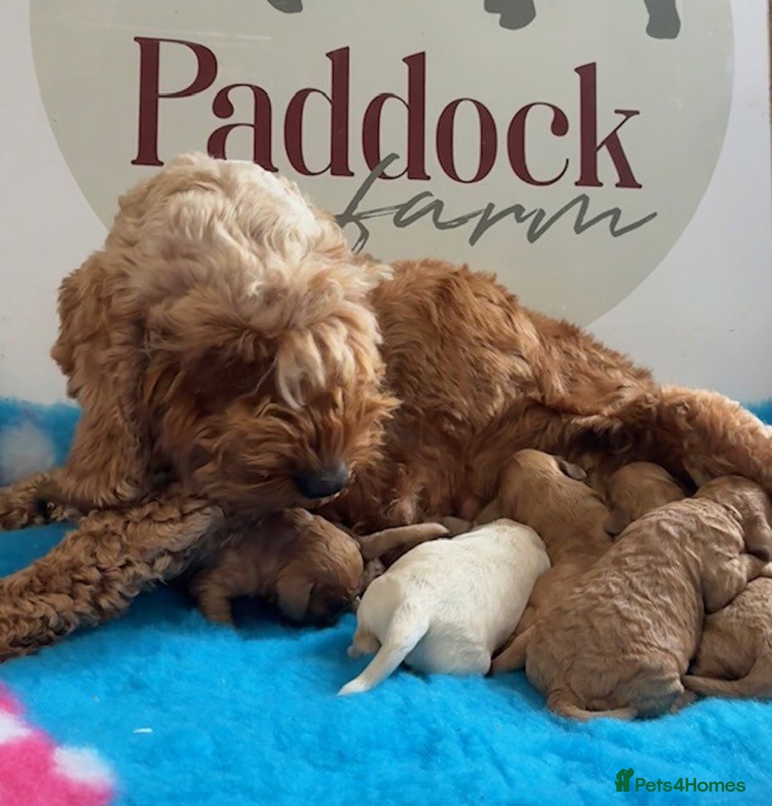 Cavapoo dogs for sale: ✨ Gorgeous Cavapoo puppies ✨ - Image 7