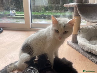 Mixed Breed cats Cross Turkish vans - Advert 3