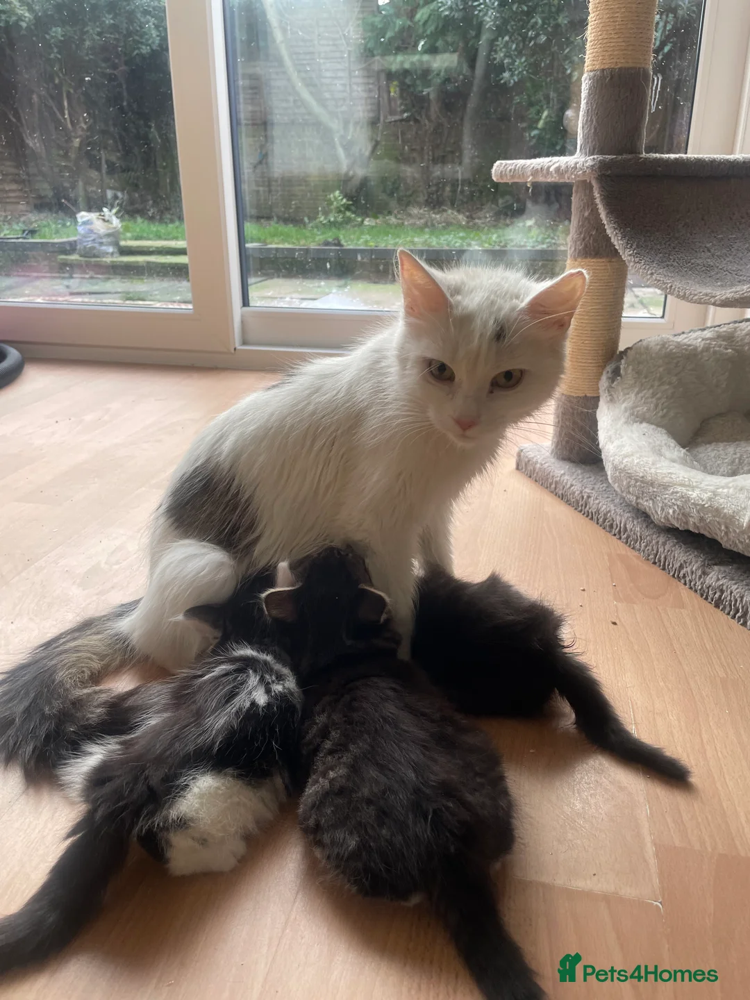 Mixed Breed cats for sale: Cross Turkish vans - Advert 1