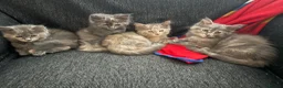Maine Coon cats for sale: 3/4 Maine coon kittens 😻1 girl left😻 - Advert 5