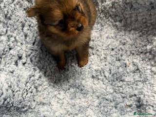 Pomeranian dogs Very adorable Pomeranian Puppies - Advert 6