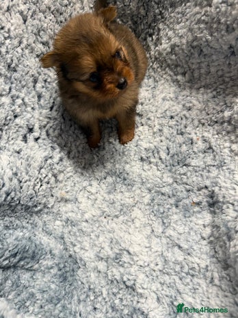 Pomeranian dogs Very adorable Pomeranian Puppies - Advert 5