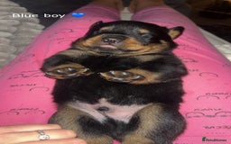 Rottweiler dogs for sale: Beautiful Rottweiler pups  - Image 7