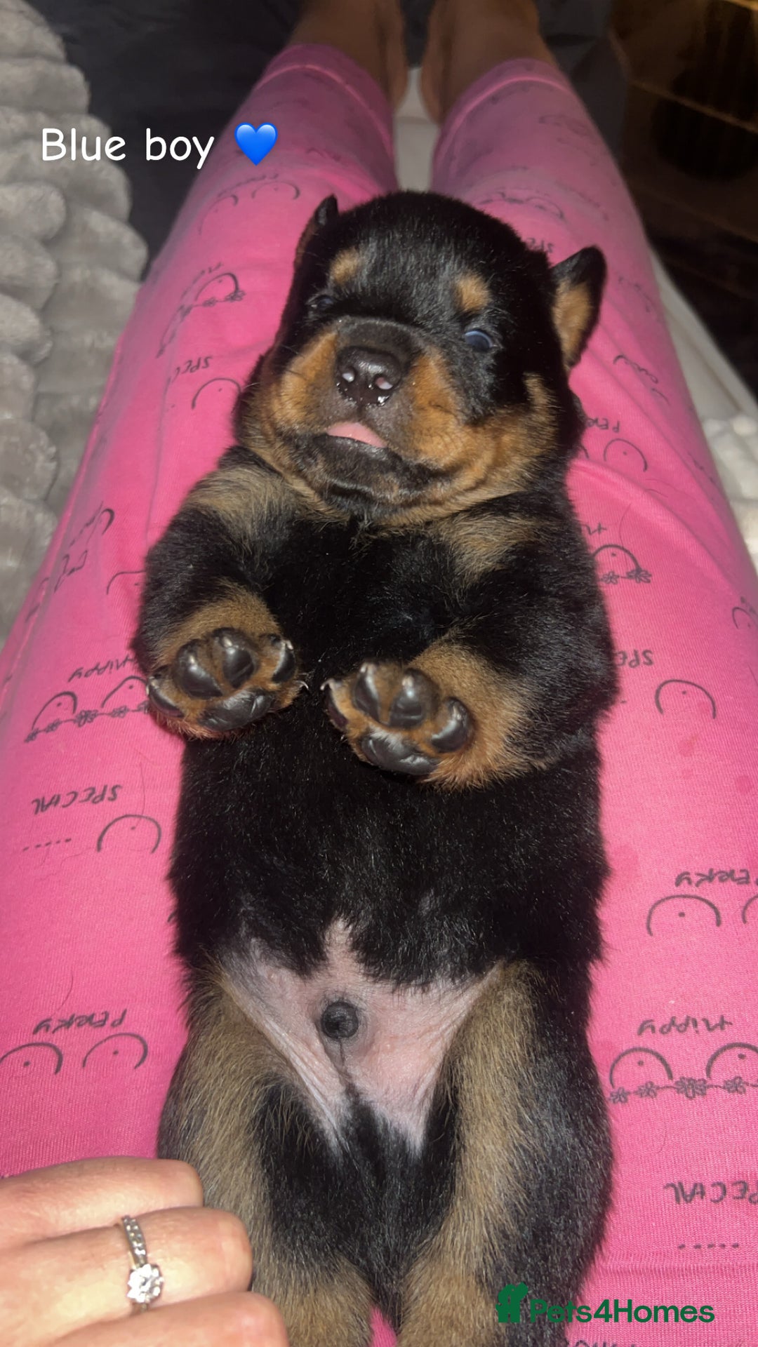Rottweiler dogs for sale: Beautiful Rottweiler pups  - Image 7