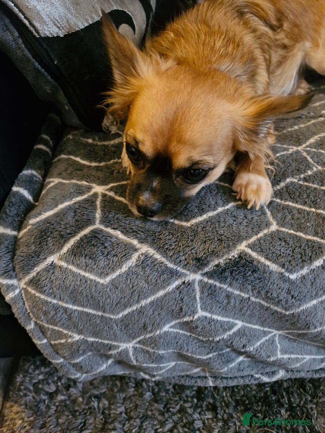 Mixed Breed dogs for sale: Jackawawa - Image 1