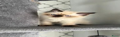 Ragdoll 4