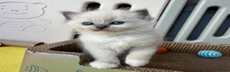 Ragdoll cats for sale: Purebred Ragdolls Kittens in Bournemouth - Advert 11