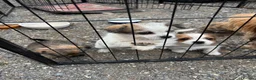 Mixed Breed dogs for sale: Adorable Shih Tzu/Jack Russell Puppies - Advert 1
