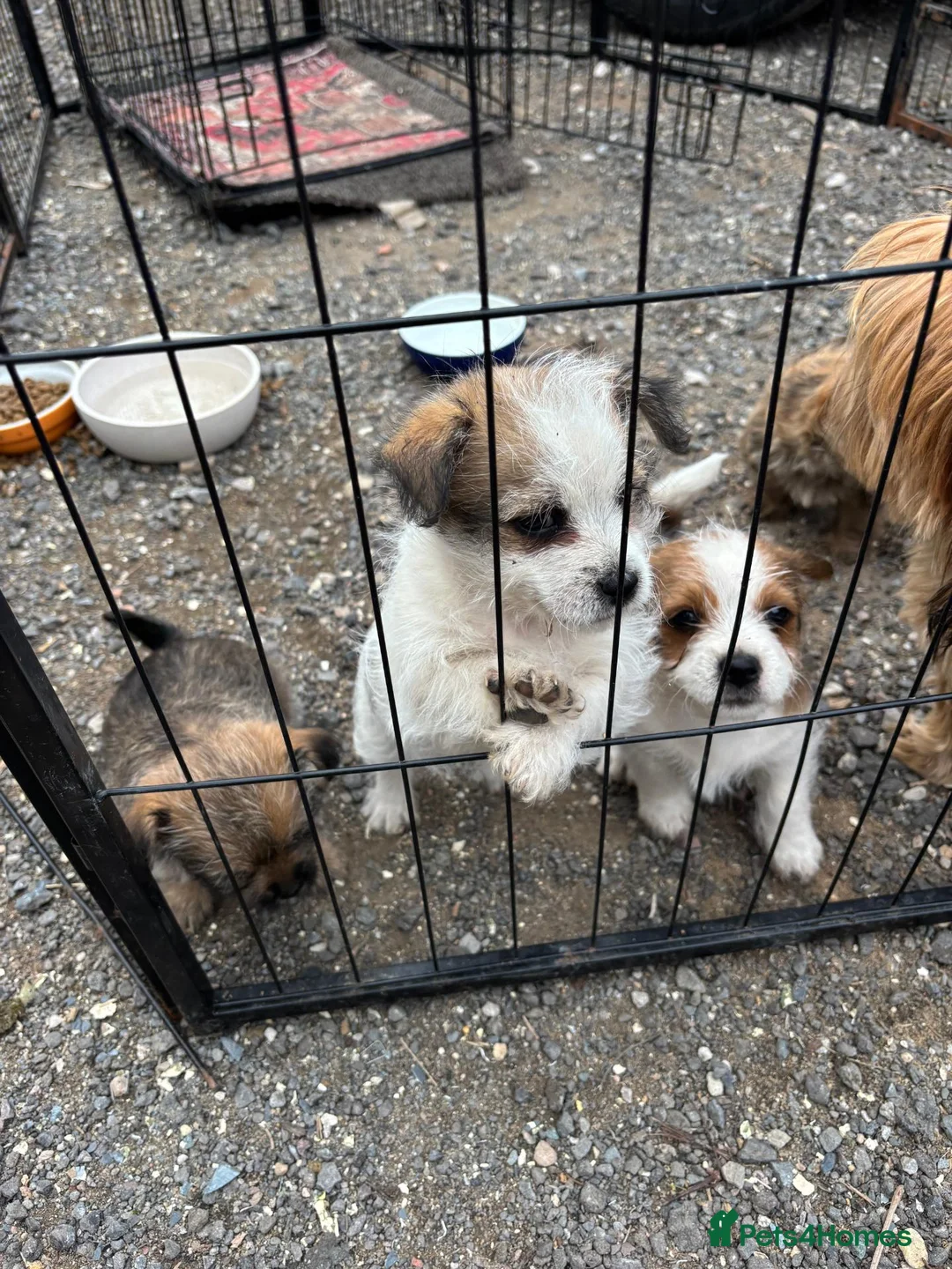 Mixed Breed dogs for sale: Adorable Shih Tzu/Jack Russell Puppies - Advert 1