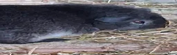 Guinea Pig rodents for sale: Georgous long haired Texel & Merino guinea pigs - Advert 12