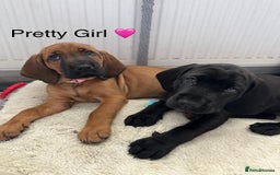 Mixed Breed dogs for sale: Cane corso x cocker spaniel puppies - Image 5