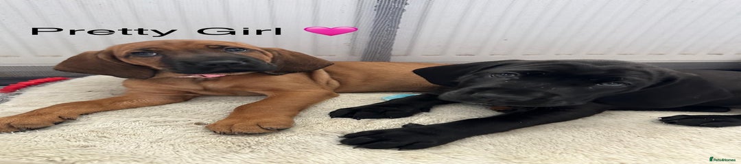 Mixed Breed Puppy 2