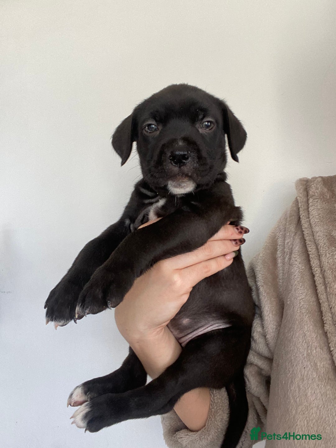 Cane Corso dogs for sale: 🐾 Beautiful Cane Corso Puppies – Ready Soon! 🐾 - Image 10