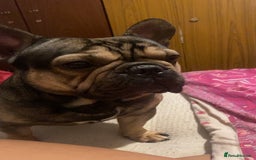French Bulldog dogs for stud: French bulldog male for studding - Image 2