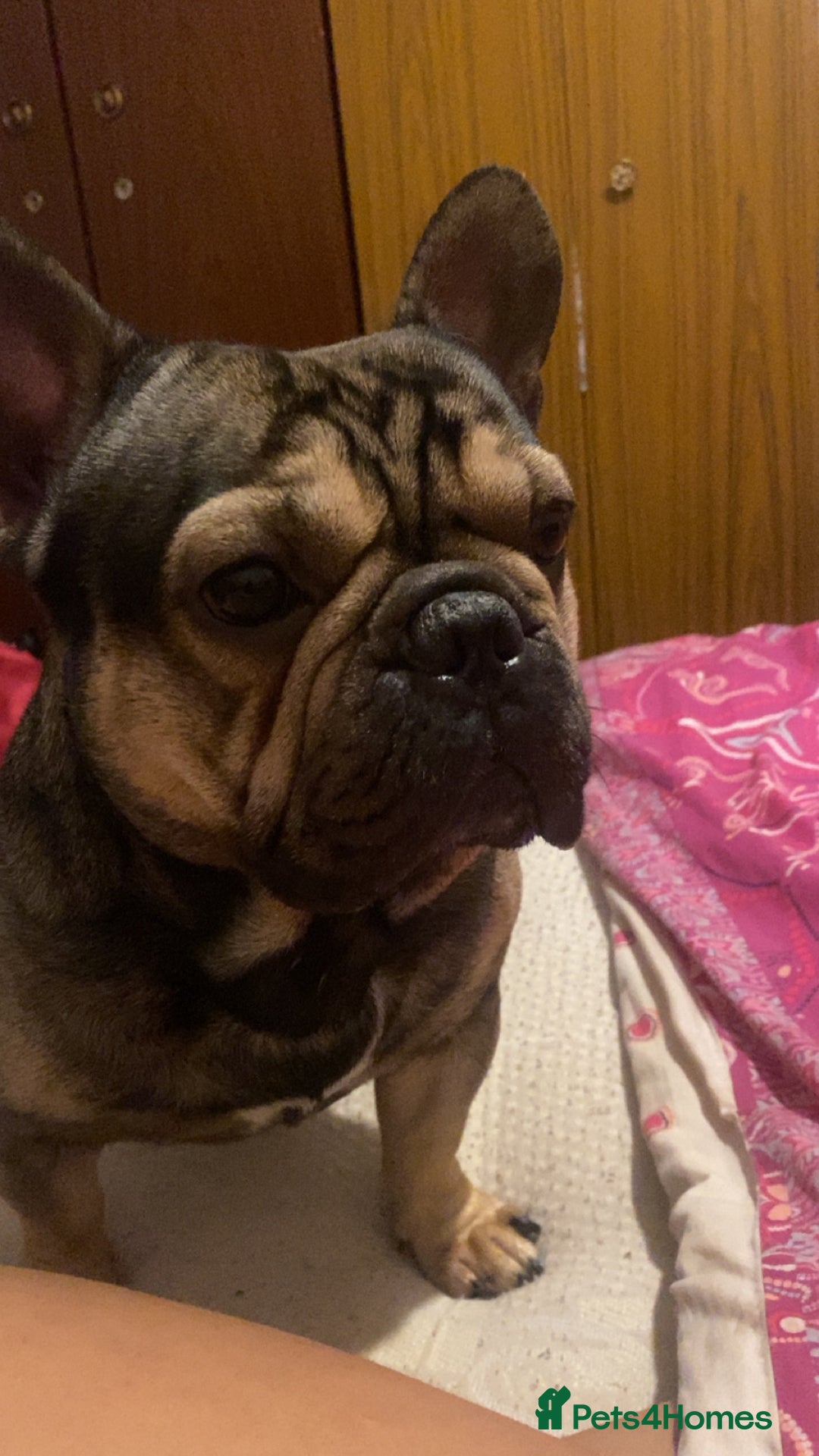 French Bulldog dogs for stud: French bulldog male for studding - Image 2