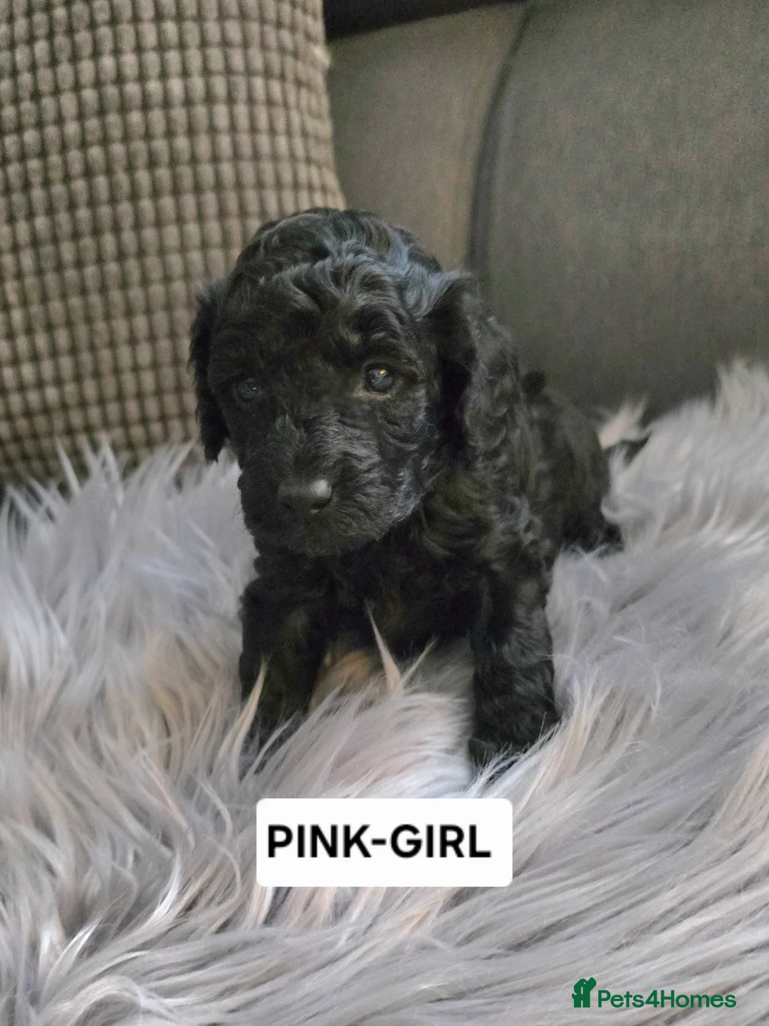 Toy Poodle dogs for sale: BEAUTIFULL BLACK TOY POODLES  - Advert 19