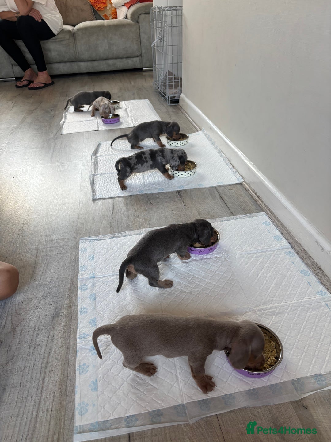 Miniature Dachshund dogs for sale: Miniature dachshunds baby’s for sale  - Image 5