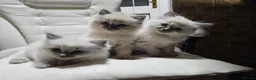 Ragdoll cats for sale: Lovely Litter of 3 Kittens Looking for Loving Home - Advert 8
