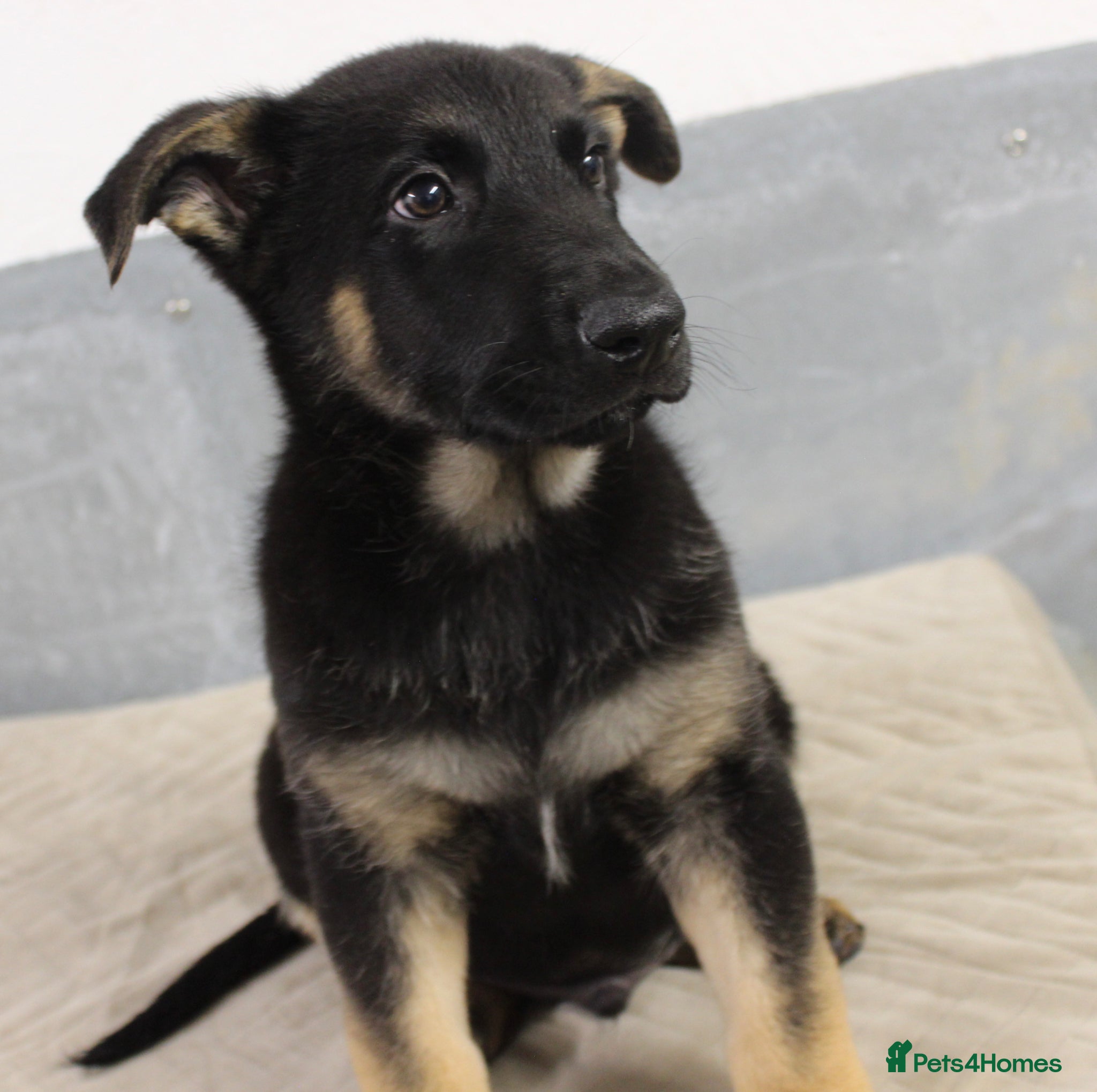 German Shepherd dogs for sale: German Shepherd Puppies  - Advert 17
