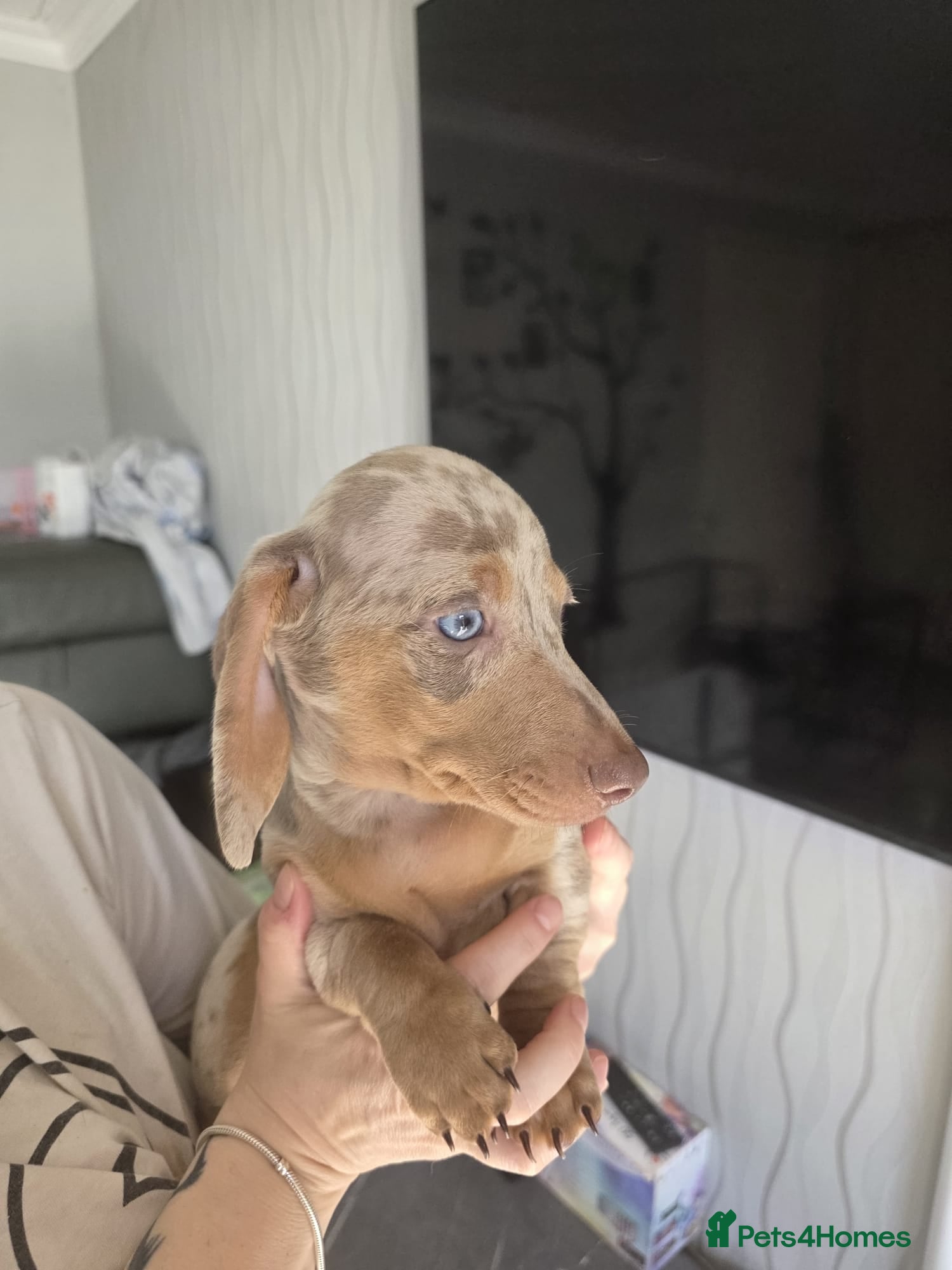 Miniature Dachshund dogs for sale: Stunnung miniature Dachshund  in Slough - Advert 8