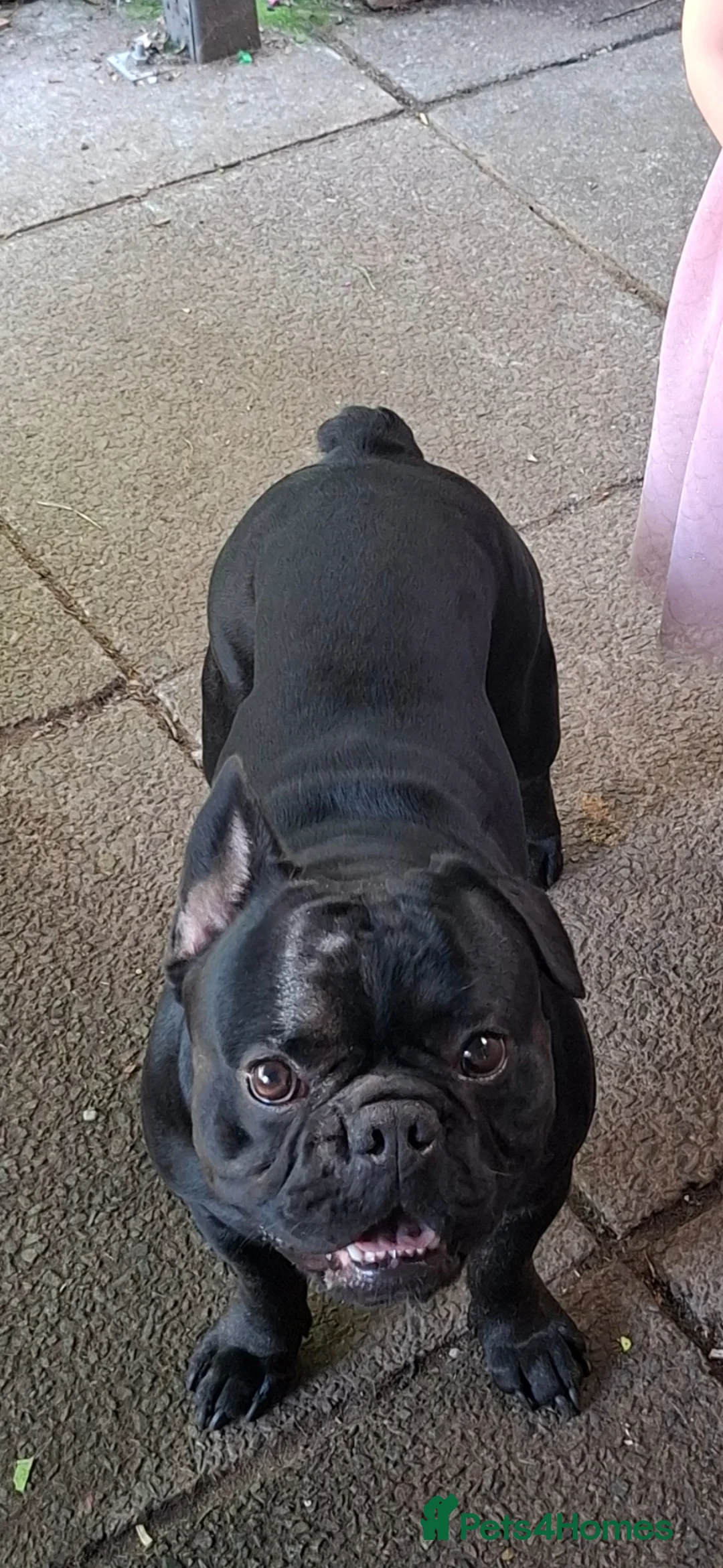 French Bulldog dogs for sale: Two male French Bulldogs, 2 years old. in Runcorn - Advert 2