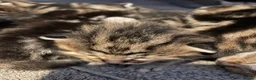 Bengal cats for sale: Stunning Racing Striped 3/4 Bengal Kittens! - Advert 13