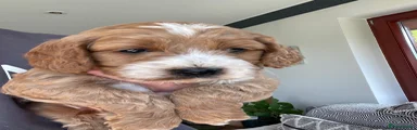 Cockapoo Puppy 1