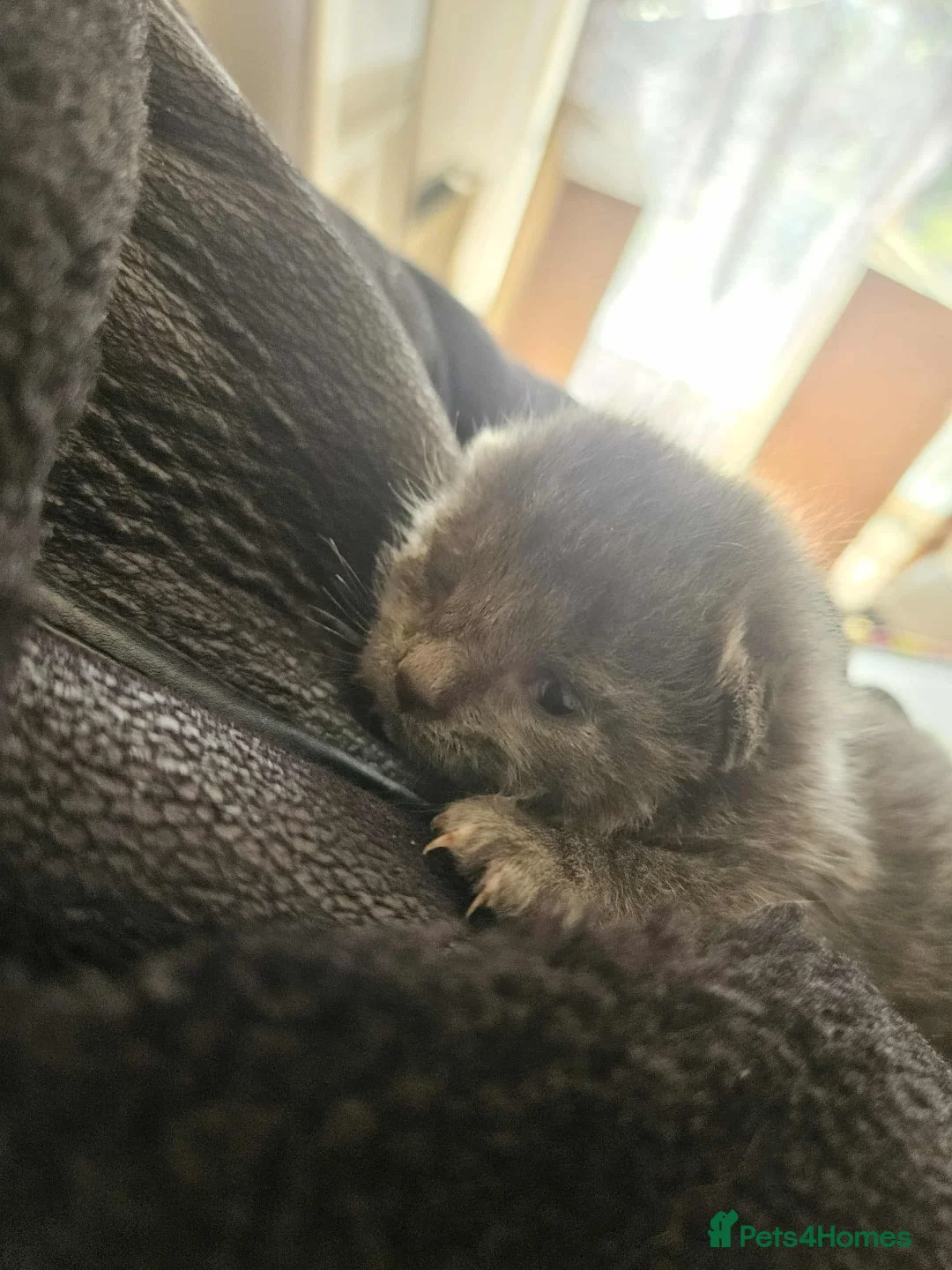 Russian Blue cats for sale: Stunning russian blue babies in Leeds - Advert 2