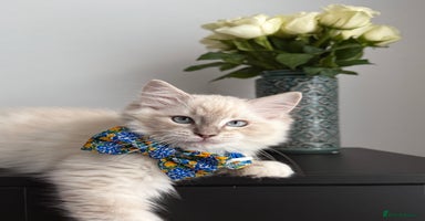 Ragdoll cats - Advert 16