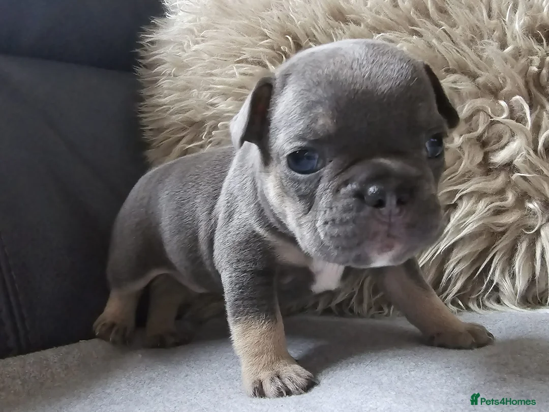 French Bulldog dogs for sale: Stunning French Bulldog Puppies  - Advert 4
