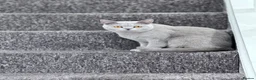 British Shorthair cats for sale: Beautiful British Shorthair Jessy New Loving Home - Advert 5